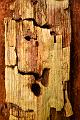 déchet de bois